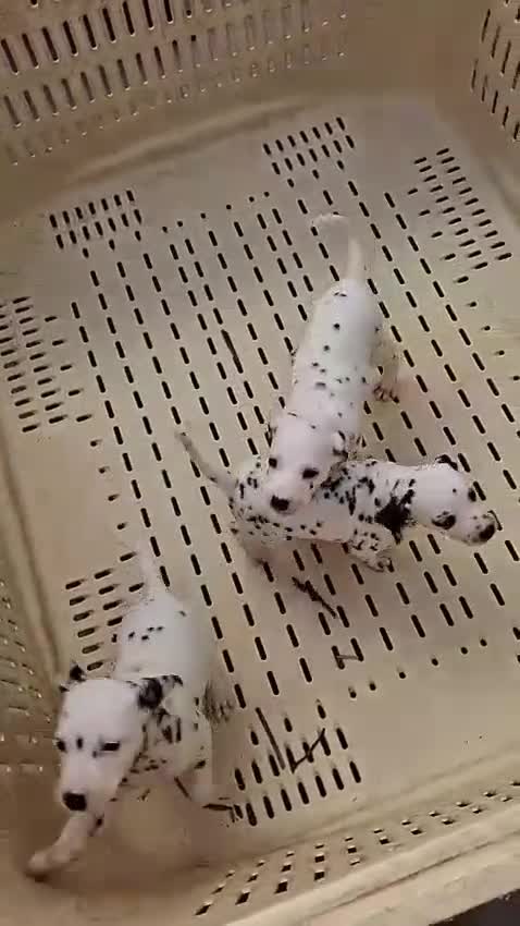 Dálmata perros en venta: Dalmata disponible  - Video 1