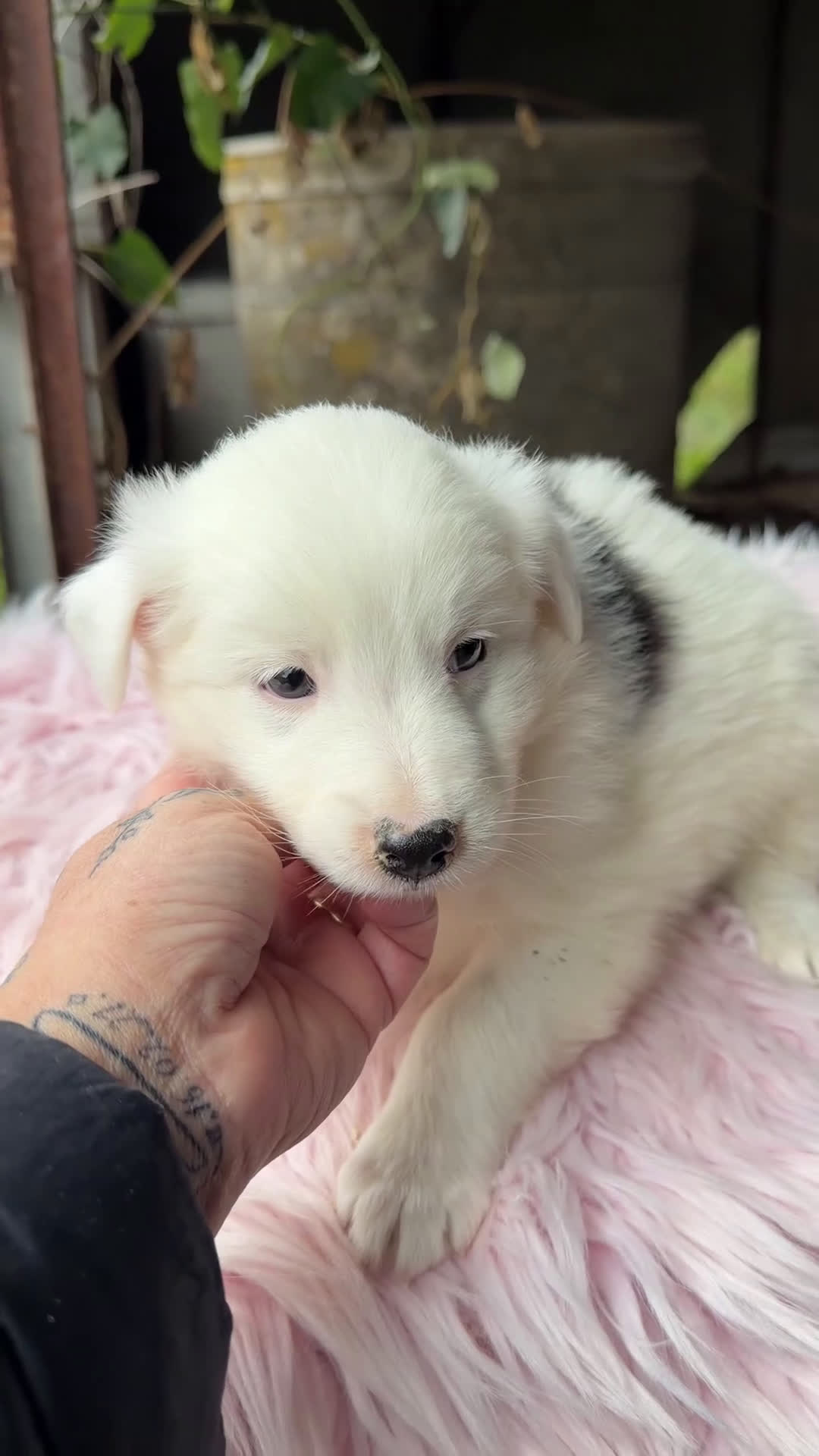 Border Collie perros en venta: Border collie blanca y negra  - Video 1