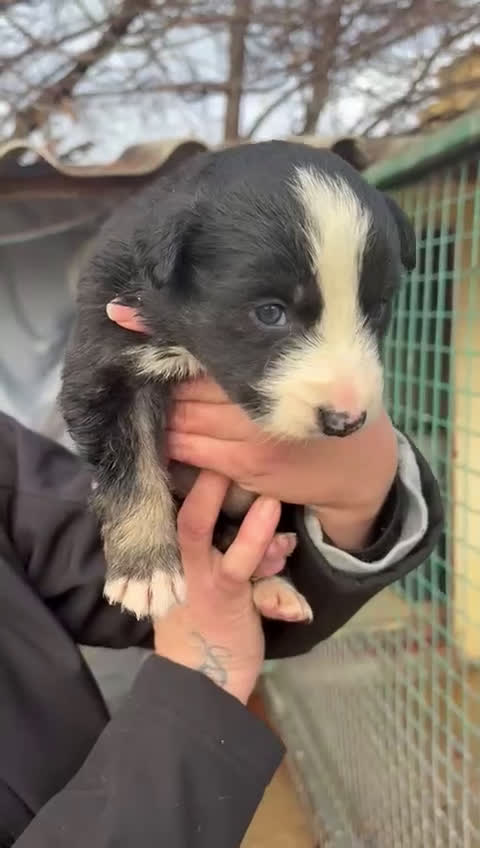 Border Collie perros en venta: Preciosa camada Border Collie reserva ya el tuyo - Video 4