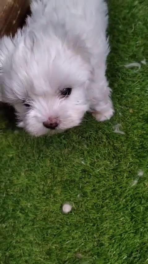 Bichón Maltés perros en venta: Bichon Maltes  - Video 2