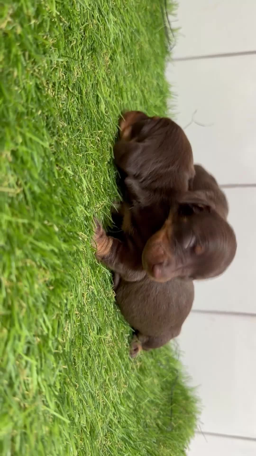 Teckel Miniatura perros en venta: Cachorros Teckel Miniatura Chocolate  - Video 1
