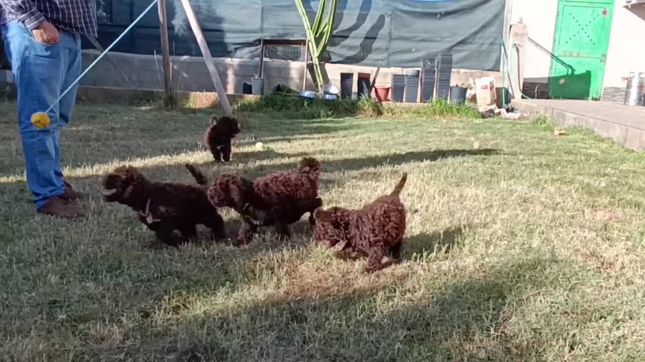 Perro de Agua Español perros en venta: CAMADA DE PERRO DE AGUA  - Video 5