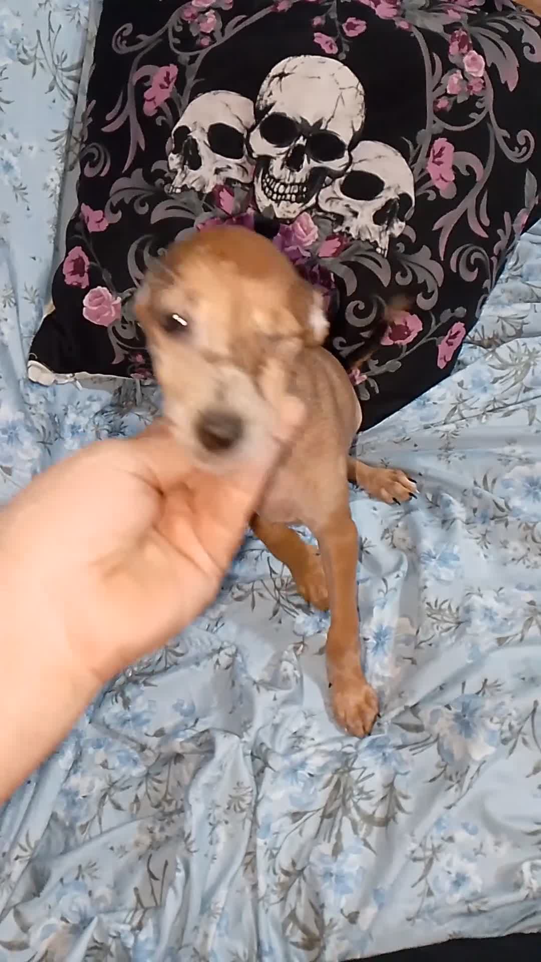 Raza Mixta perros en venta: Greyhuahua solo quedan los Merle y uno marrón  - Video 2