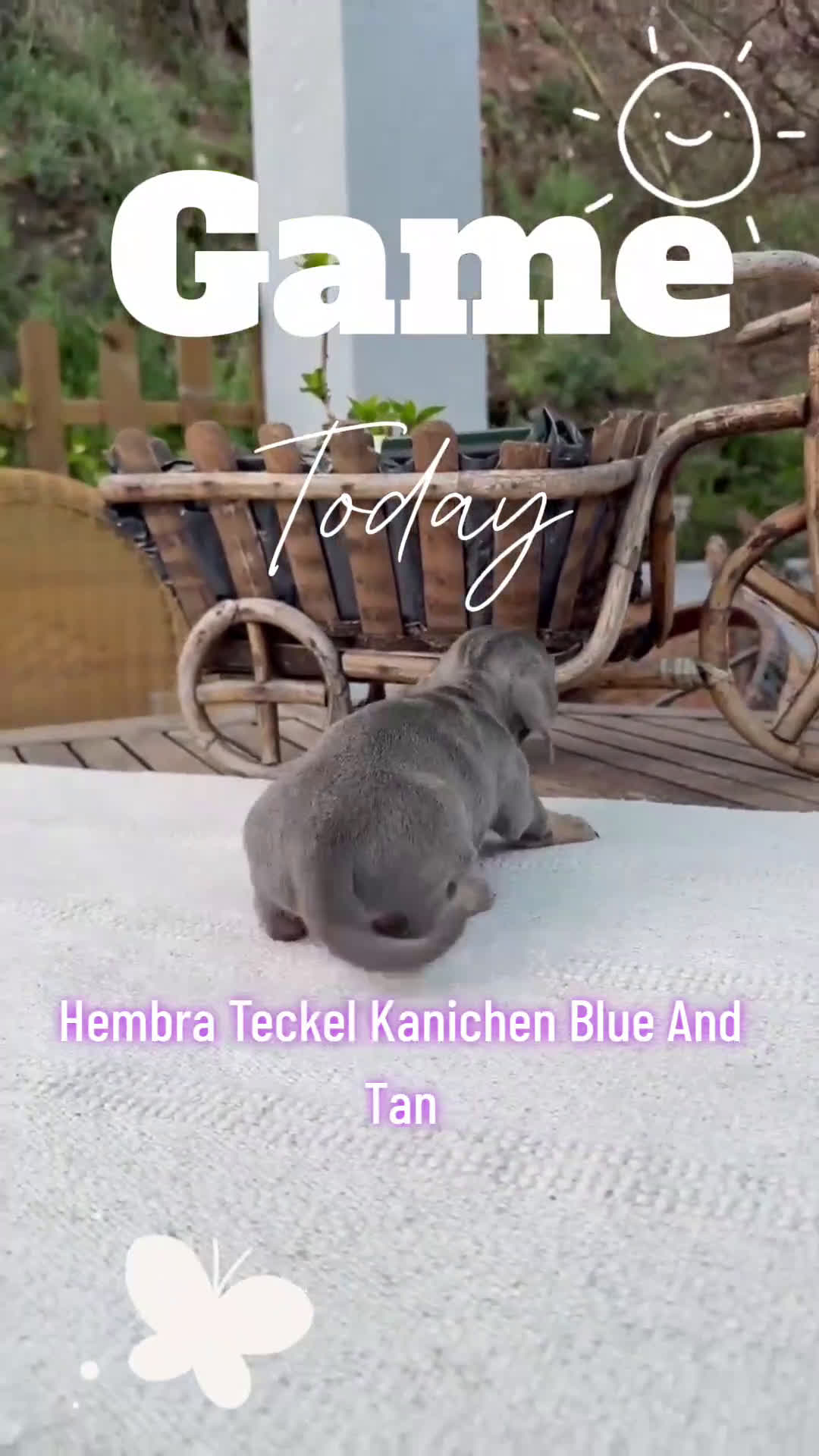 Teckel Miniatura perros en venta: Teckel kanichen hembra Blue disponible  - Video 1