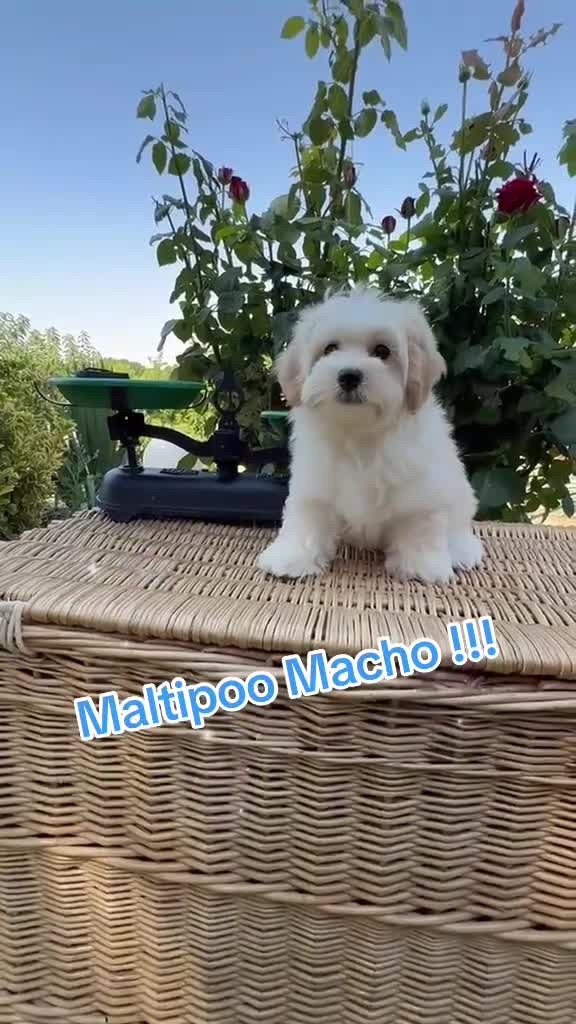 Maltipoo perros en venta: Maltipoo simpatiquísimos !!!! - Video 1