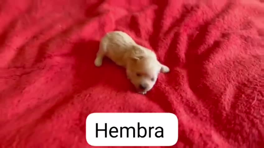 Maltipoo perros en venta: Maltipoo nacionales machos y hembras  - Video 3