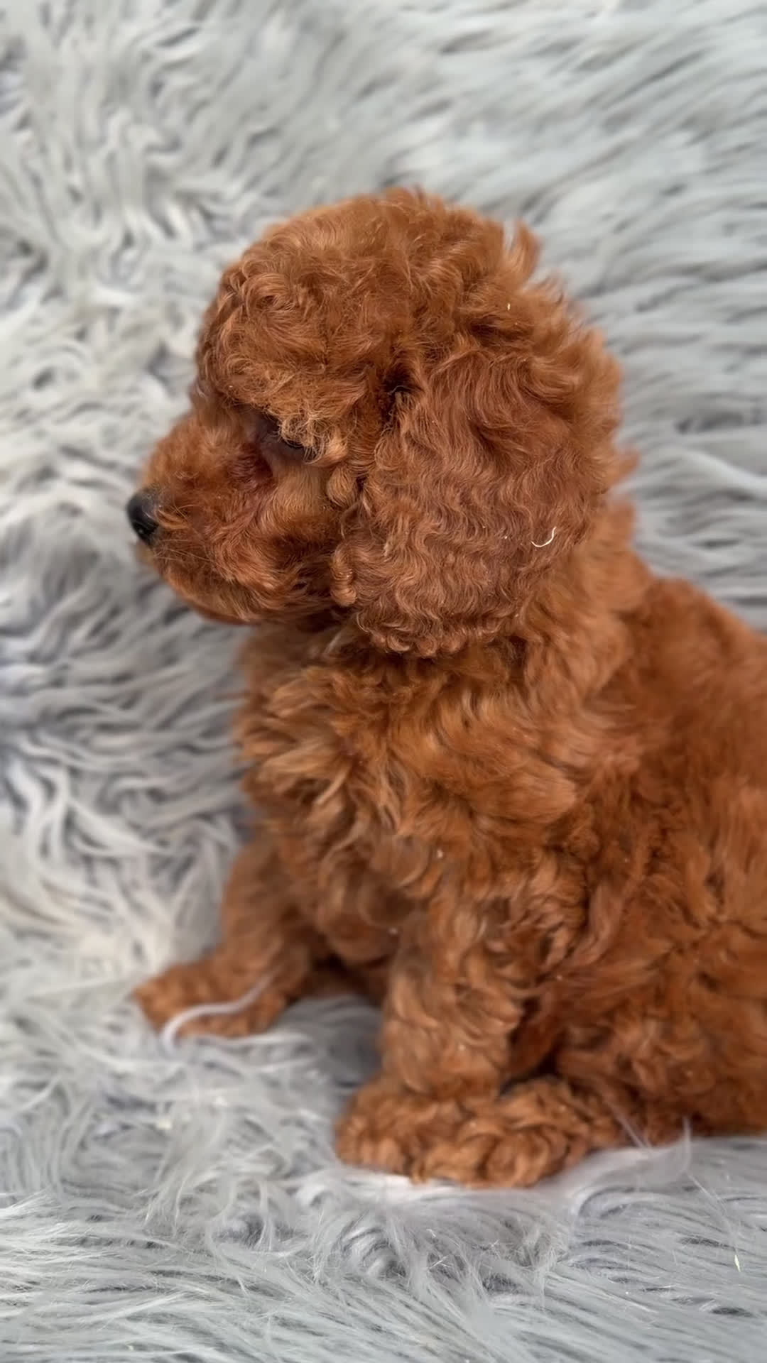 Caniche Enano perros en venta: Caniche rojo  - Video 1