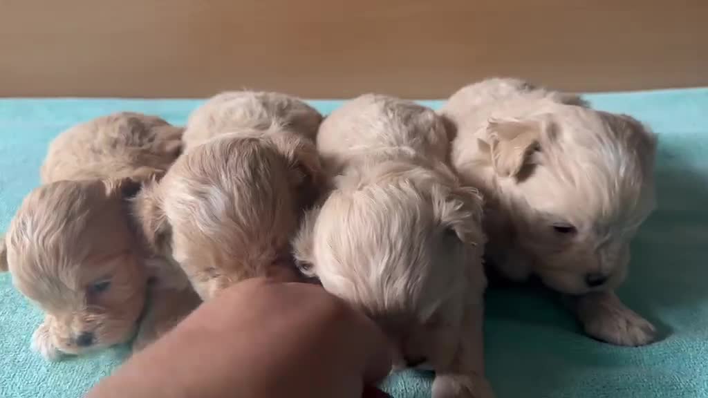 Maltipoo perros en venta: Machos y hembras maltipoo en España  - Video 1