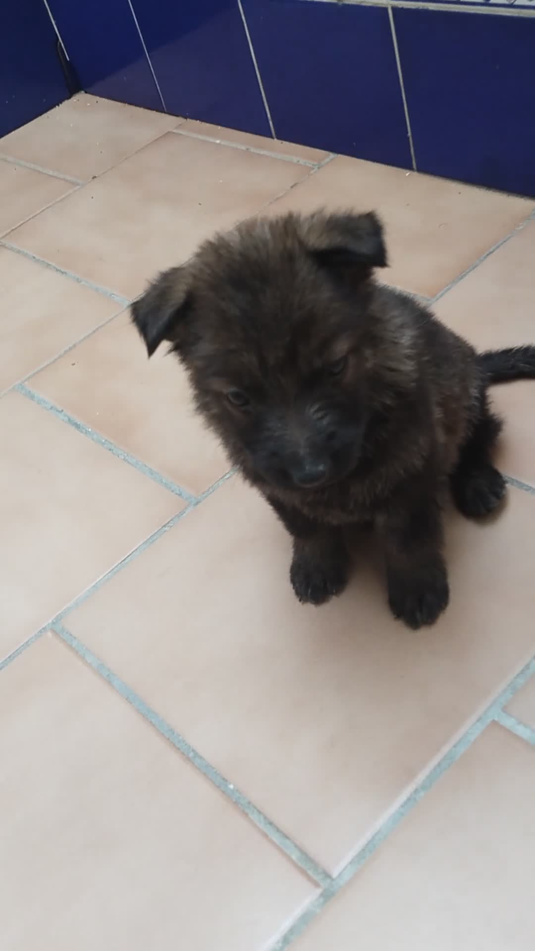 Pastor Alemán perros en venta: Disponible 1 hembra de Pastor alemán  - Video 2