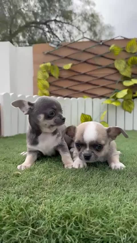Chihuahua perros en venta: CHIUAHUA MACHO - Video 4