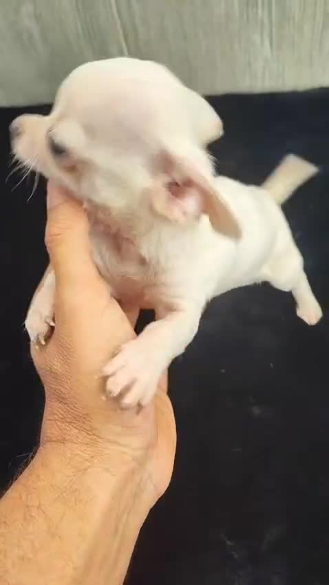 Chihuahua perros en venta: CHIHUAHUA MACHO BLANCO - Video 1