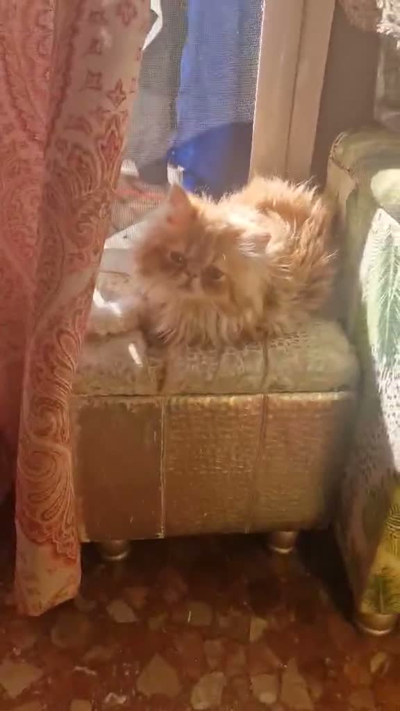 Persa gatos en venta: Persa en Granada - Video 1