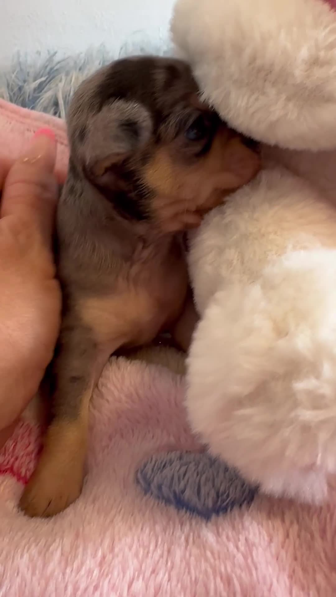 Chihuahua perros en venta: Preciosa chihuahua merle  - Video 1