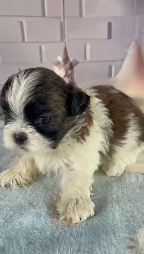 Shih Tzu perros en venta: Shih tzu hembra y macho !!! - Video 2