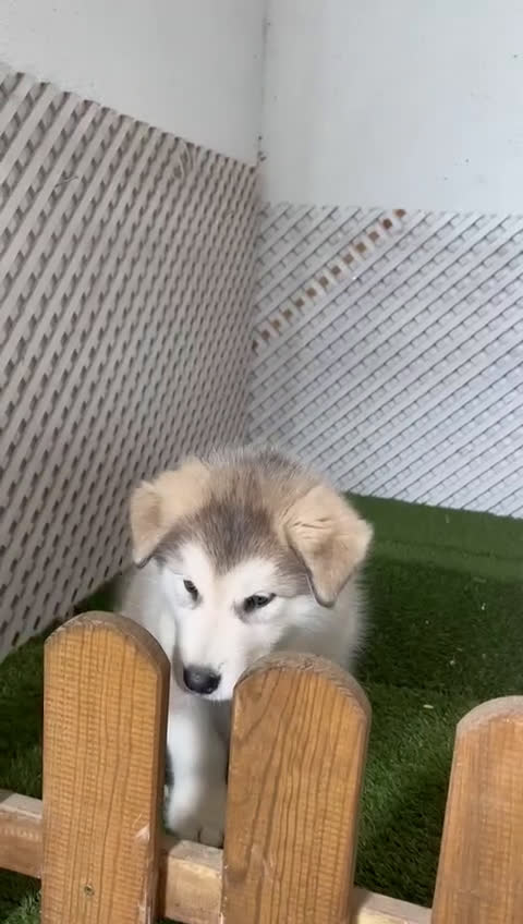 Alaskan Malamute perros en venta:  CACHORRO ALASKAN MALAMUTE - Video 1