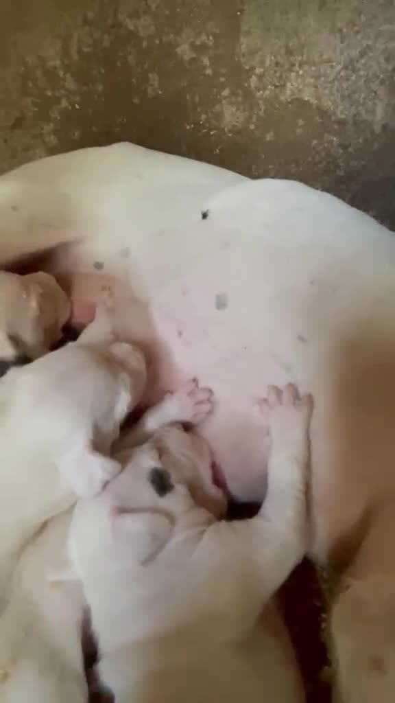Dogo Argentino perros en venta: Dogo argentino  - Video 1