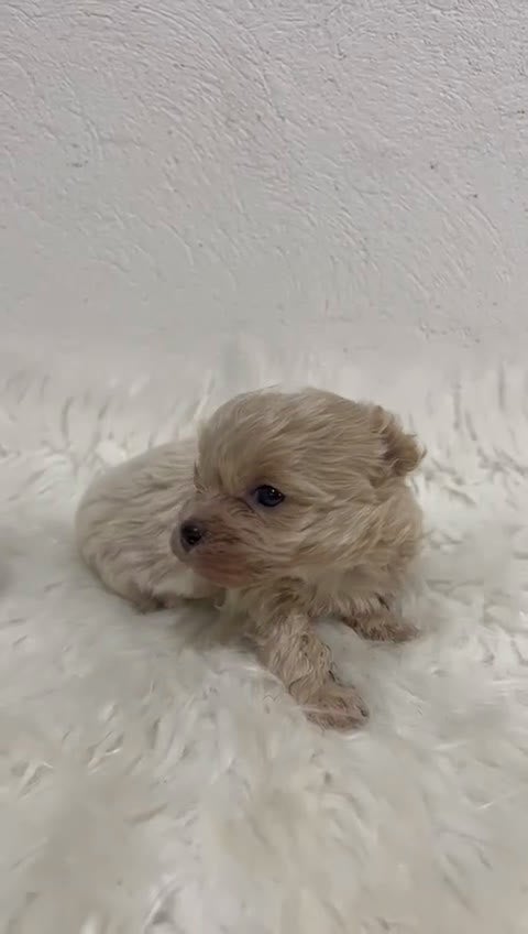 Maltipoo perros en venta: MALTIPOO MINI TOY - Video 1
