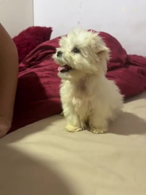 Bichón Maltés perros en venta: Bichon maltés toy  - Video 3