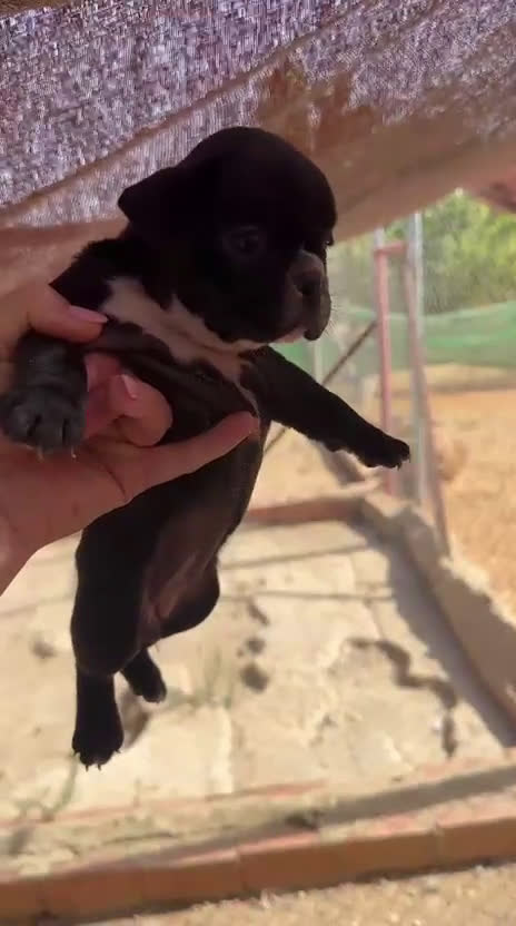 Bulldog Francés perros en venta: 3 hembras de bulldog francés  - Video 3