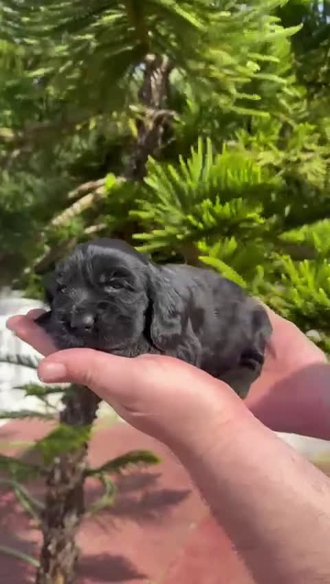 Cocker Spaniel Americano perros en venta: Cocker spanish Macho dorado Hembra Negra - Video 1