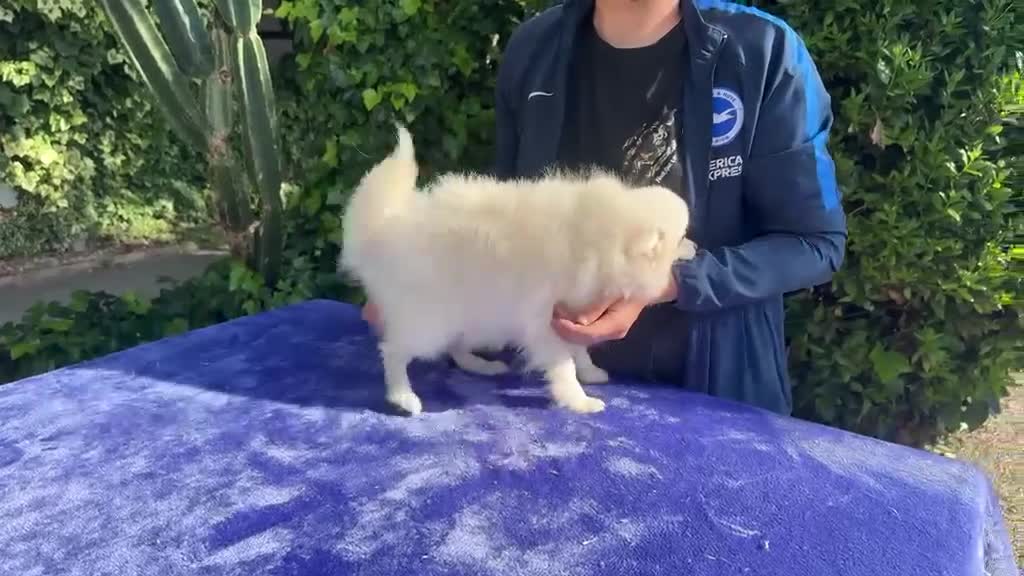 Pomerania perros en venta: Pomerania - Video 1