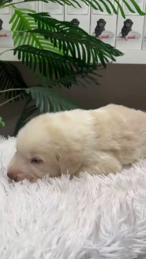 Mastín Español perros en venta: MASTIN ESPAÑOL - Video 1