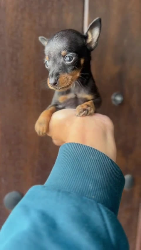 Pinscher Miniatura perros en venta: MINI PINSCHER MUNIATURA - Video 2