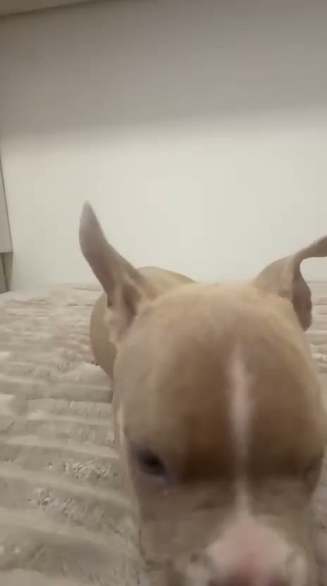 American Bully perros en venta: American Bully - Video 1