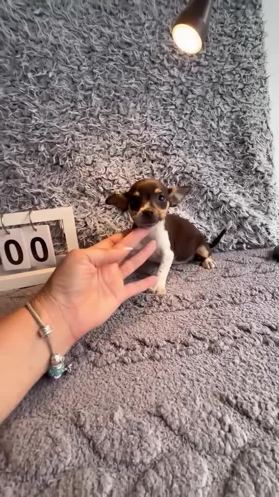 Chihuahua perros en venta: Chihuahua macho  - Video 2