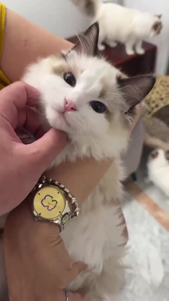 Ragdoll gatos en venta: Gatiito y Gatita Ragdoll - Video 1