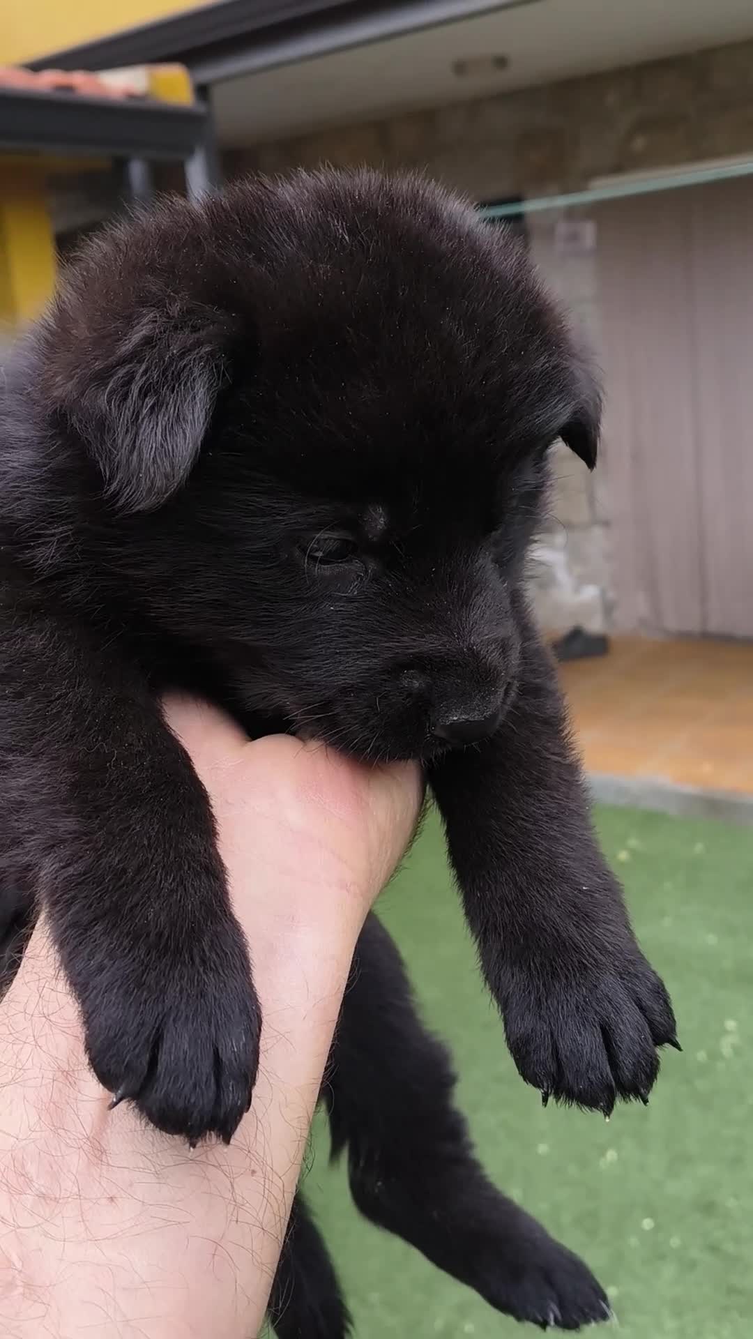 Pastor Alemán perros en venta: pastor alemán negro sólido  - Video 1
