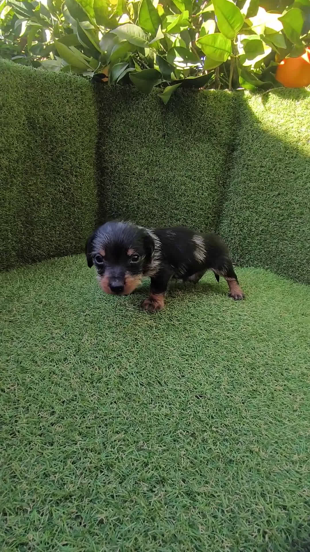 Teckel Miniatura perros en venta: camada teckel miniatura  - Video 4