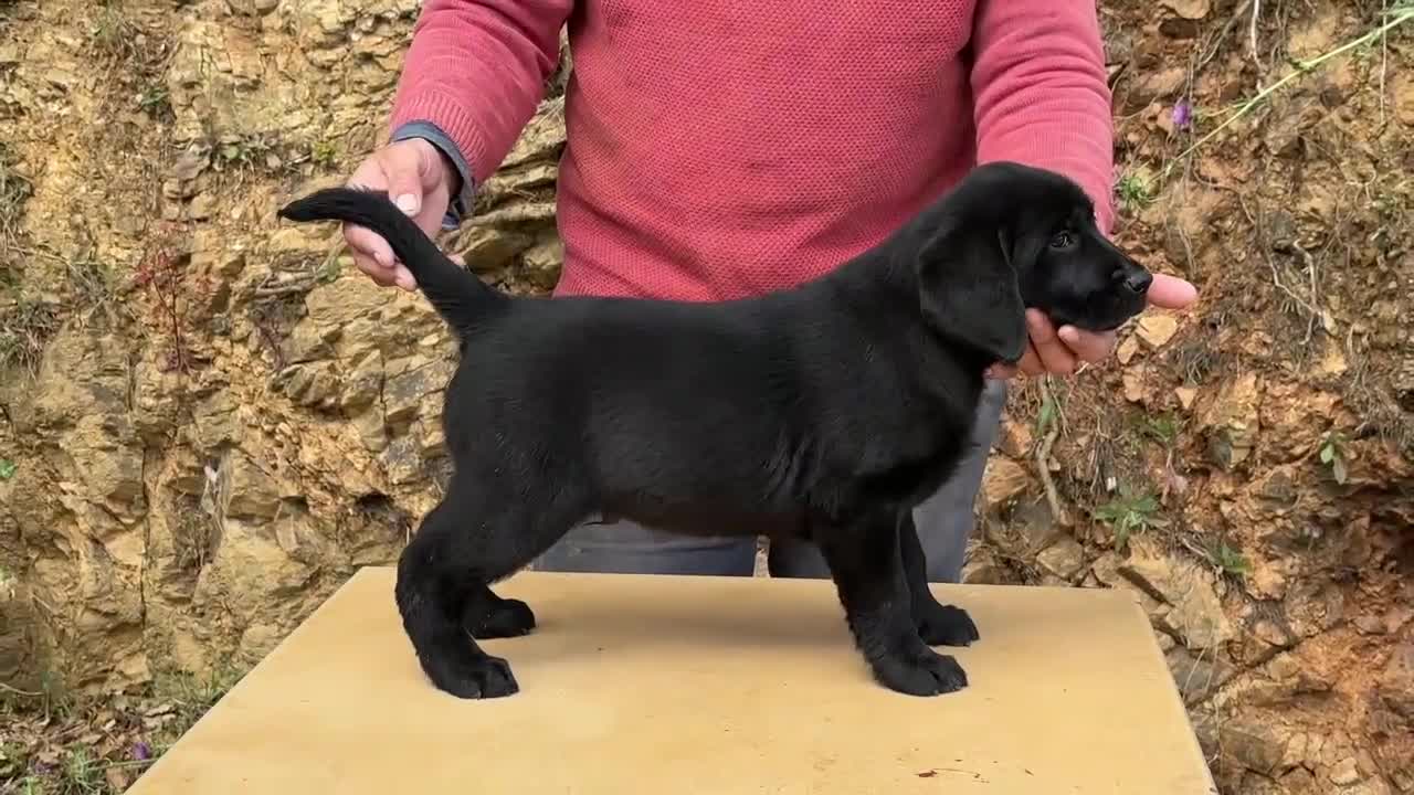 Labrador Retriever perros en venta: PRECIOSO CACHORRO LABRADOR NEGRO. - Video 3