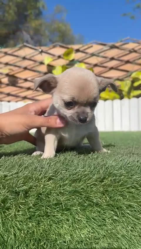 Chihuahua perros en venta: CHIHUAHUA - Video 1