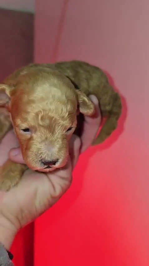 Caniche Toy perros en venta: Venta de caniche toy  - Video 2