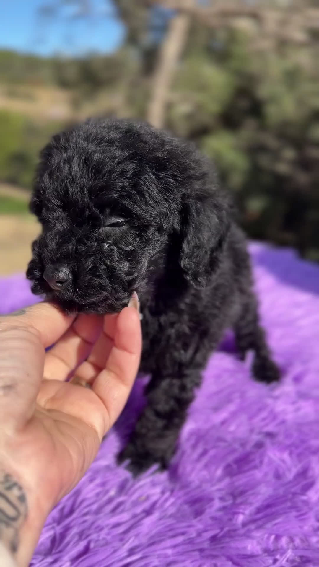 Caniche Toy perros en venta: Caniche Toy negra - Video 1