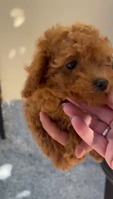 Caniche Toy perros en venta: Caniche toy - Video 1