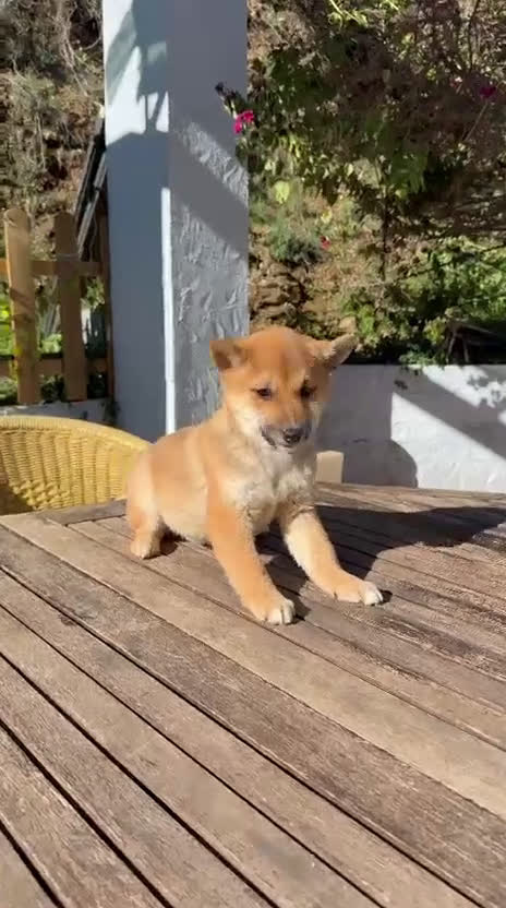 Shiba Inu perros en venta: Shiba Inu MACHOS rojos Disponibles Preciosos  - Video 2