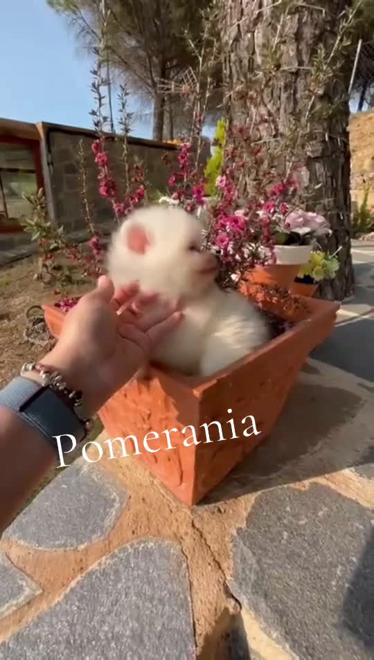 Pomerania perros en venta: Pomerania hembra y macho !!! - Video 1