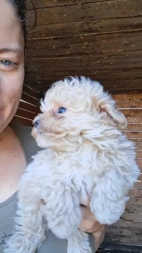 Maltipoo perros en venta: Maltipoo macho  - Video 1