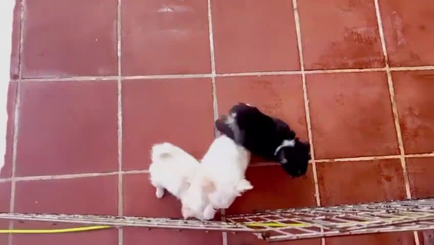 Chihuahua perros en venta: Chihuahuas de pelo largo - Video 1