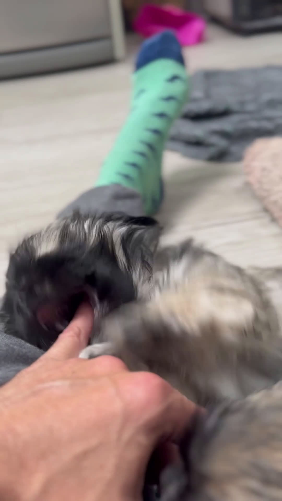 Maltipoo perros en venta: 🐾 Max y Pum – Maltipoo en tonos oscuros 🌙🤎 - Video 1