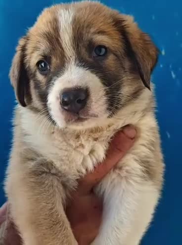 Mastín Español perros en adopcion: Mastin español - Video 1