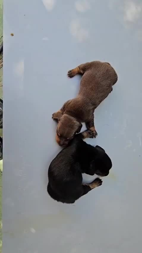 Teckel perros en venta: Fabulosos tekel KaniChen  - Video 2