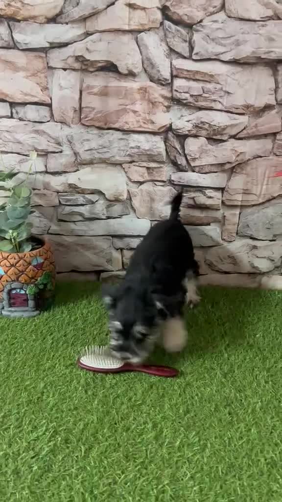 Schnauzer Miniatura perros en venta: SCHNAUZER MINI HEMBRA - Video 1