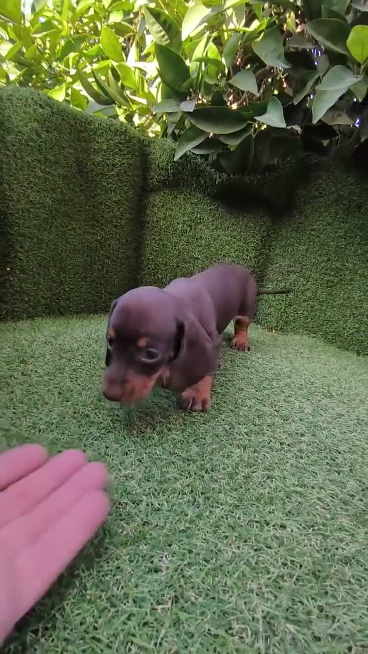 Teckel Miniatura perros en venta: teckel miniatura arlequín  y chocolates  - Video 5