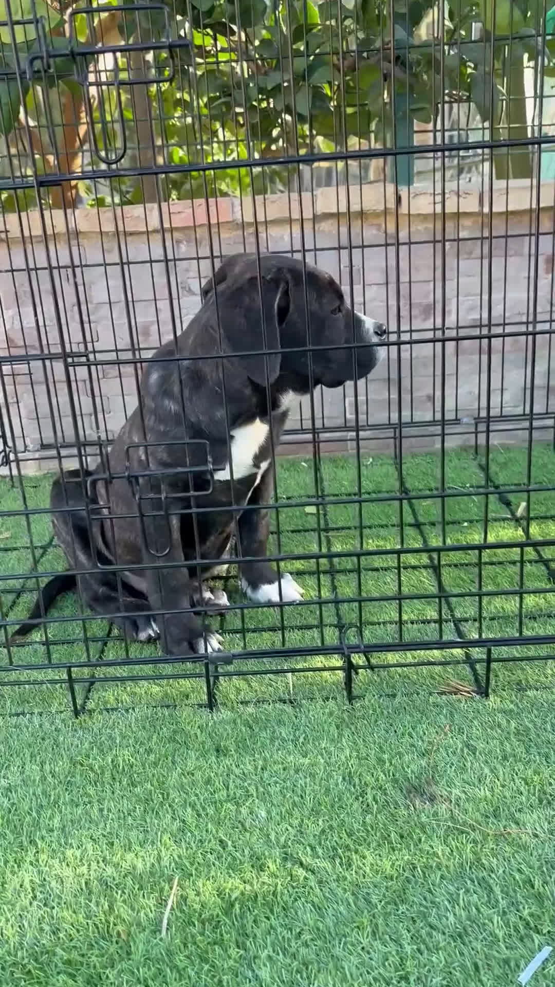 Presa Canario perros en venta: Macho presa canario - Video 2