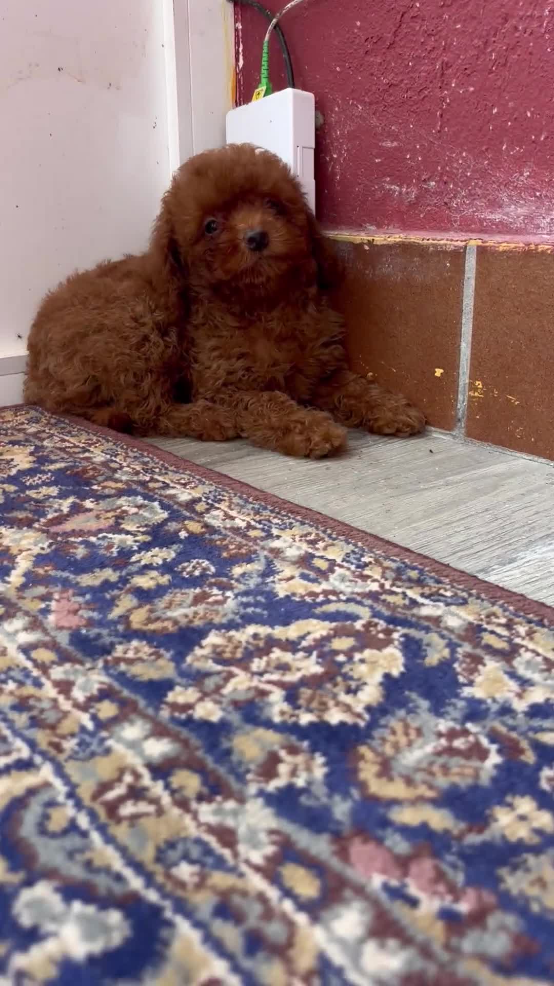 Caniche Toy perros en venta: caniche rojo - Video 1