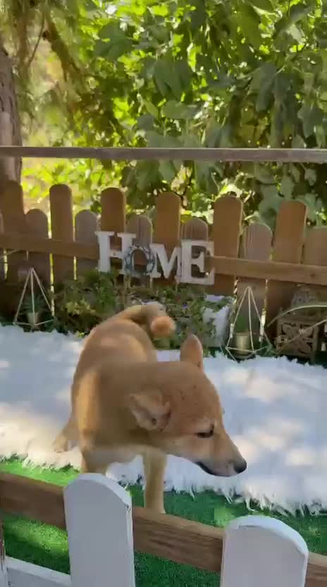 Shiba Inu perros en venta: Shiba Inu espectaculares Hembras Preciosos  - Video 2