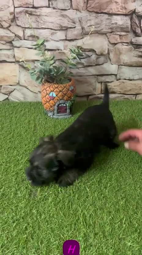 Schnauzer Miniatura perros en venta: SCHNAUZER MINIATURA HEMBRA - Video 1
